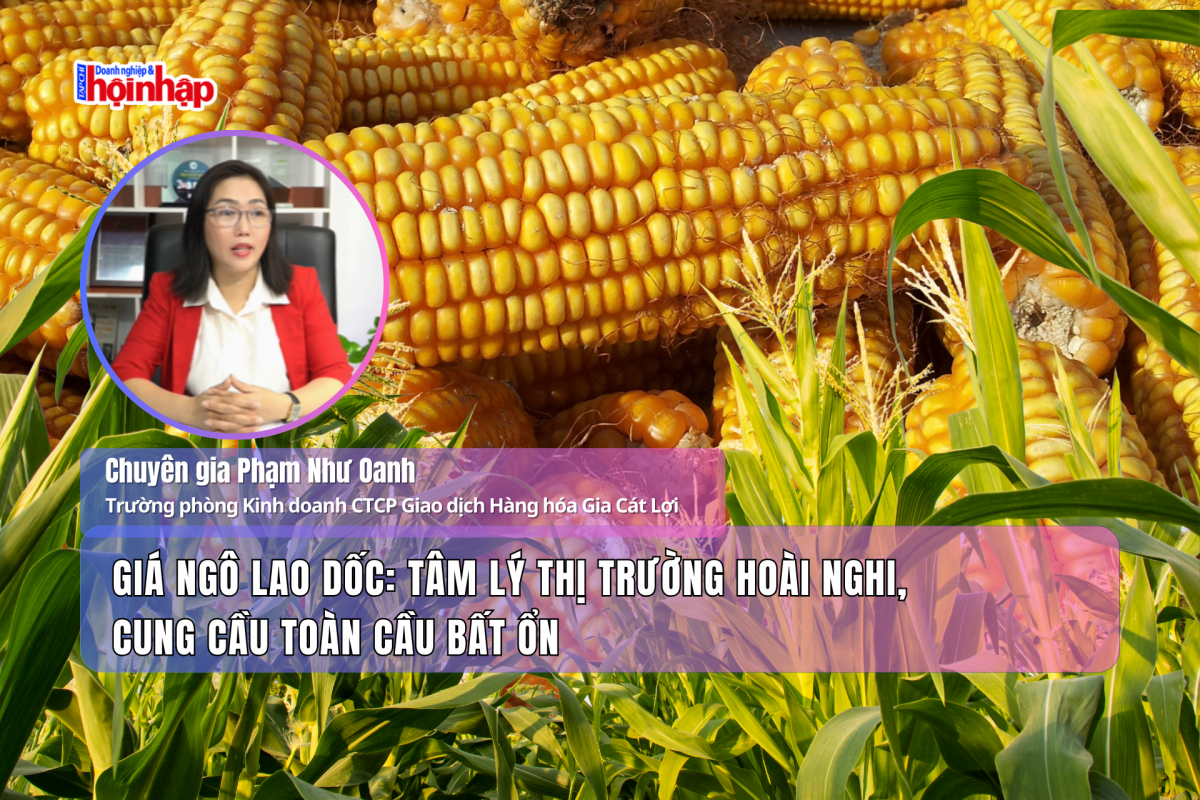 Giá ngô lao dốc: Tâm lý thị trường hoài nghi, cung cầu toàn cầu bất ổn