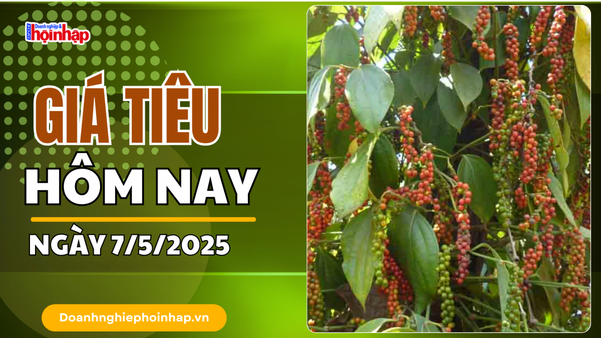 Giá tiêu hôm nay 7/5: Giá tiêu trong nước tiếp đà giảm "sâu"