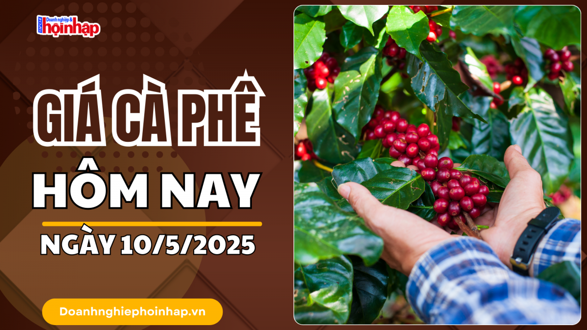 Giá cà phê hôm nay 10/5: Giá cà phê trong nước tăng 500 - 600 đồng/kg