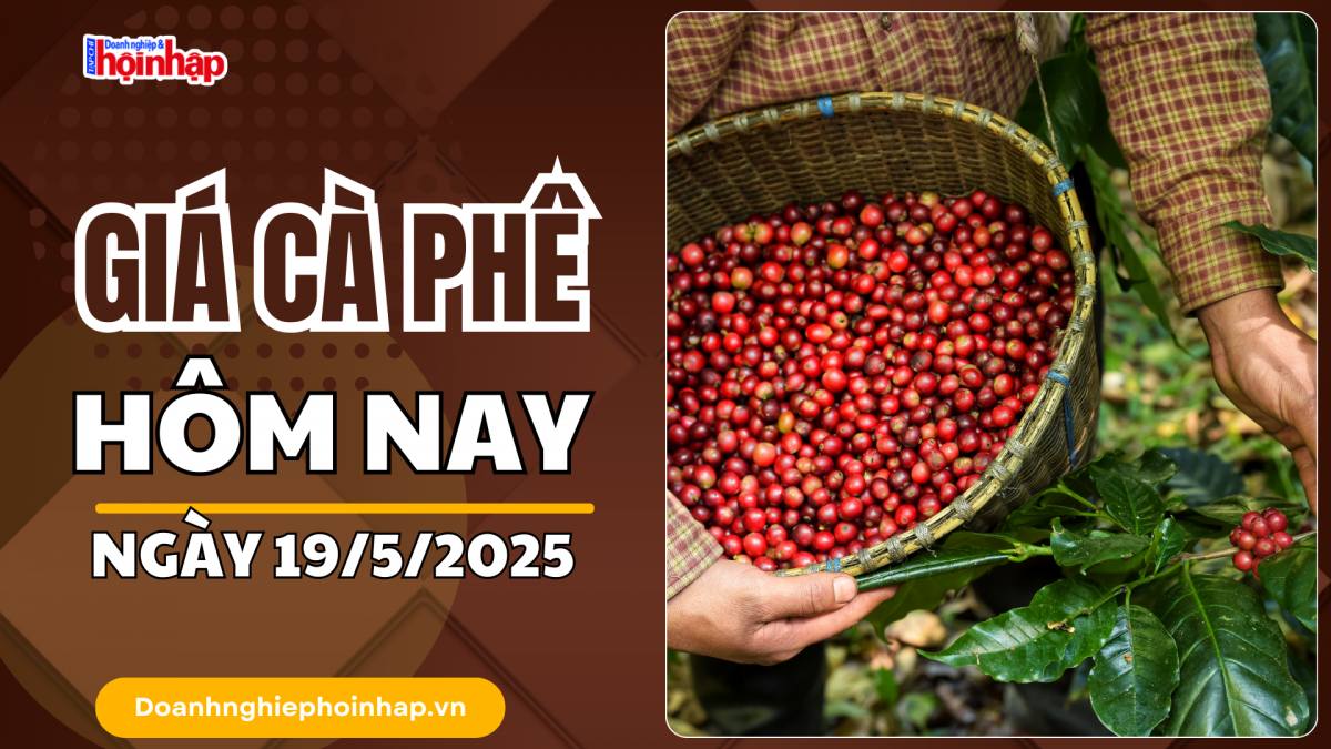 Giá cà phê hôm nay 19/5: Cà phê tuần qua giảm từ 3.100 - 3.500 đồng/kg