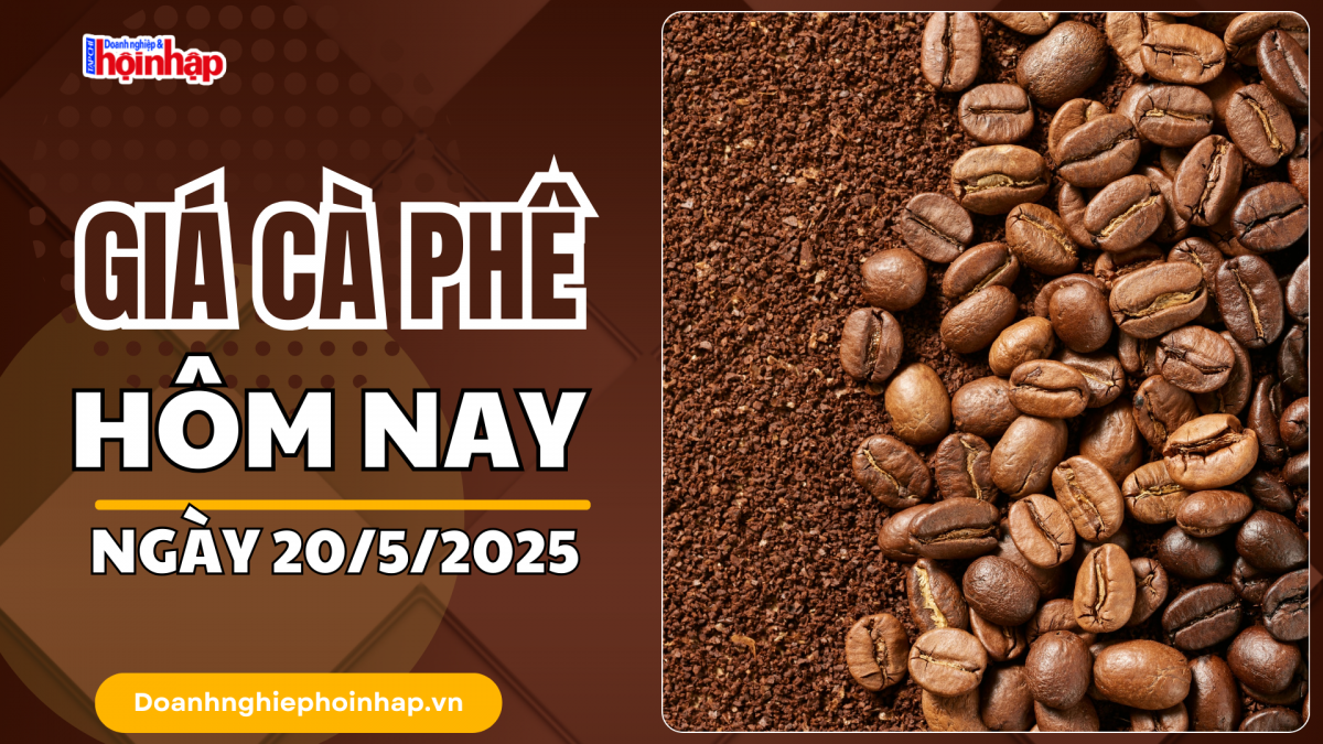 Giá cà phê hôm nay 20/5: Giá cà phê trong nước giảm 500 - 700 đồng/kg