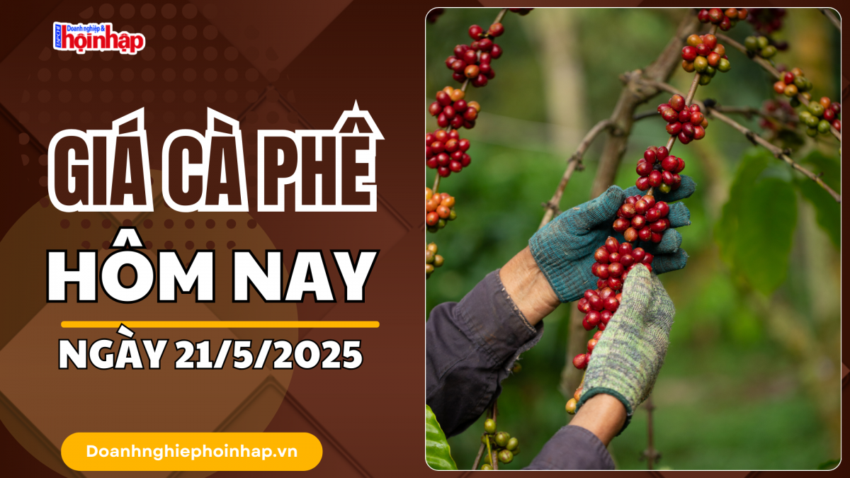Giá cà phê hôm nay 21/5: Cà phê trong nước tăng 2.000 - 2.200 đồng/kg