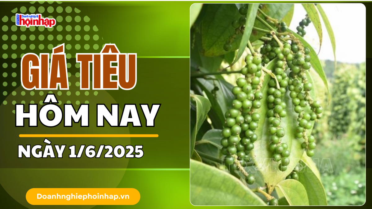 Giá tiêu hôm nay 1/6: Giá tiêu giảm mạnh nhất 2.000 đồng/kg