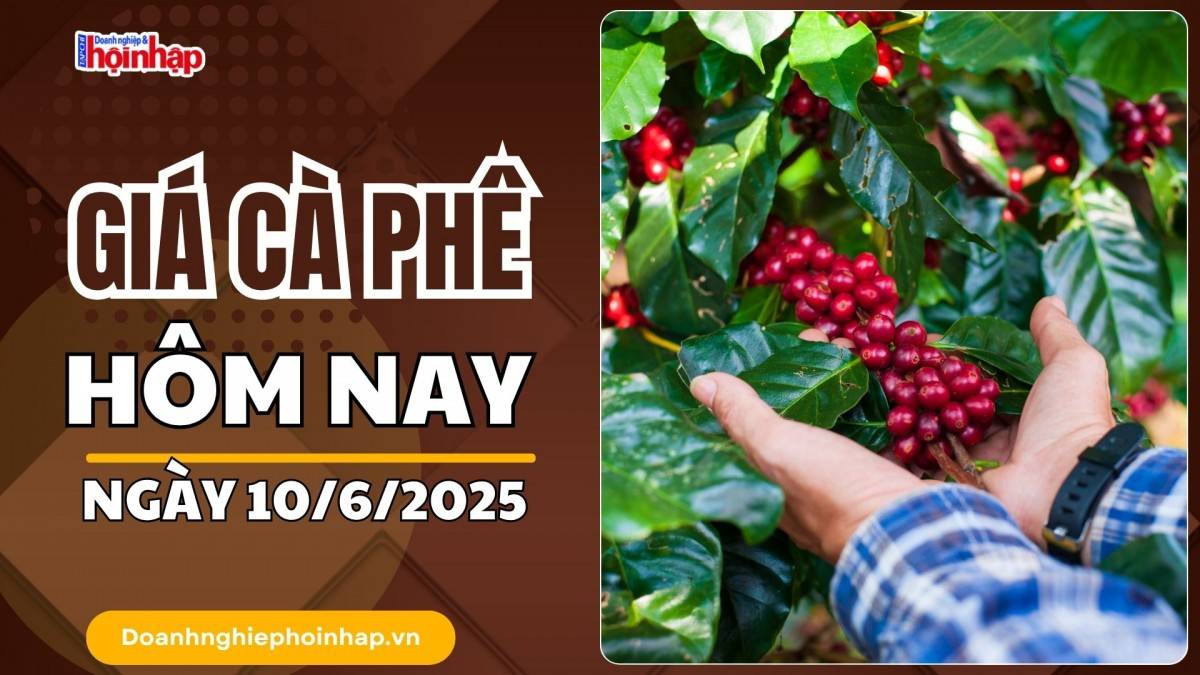Giá cà phê hôm nay 10/6: Giá cà phê trong nước giảm 200 - 300 đồng/kg