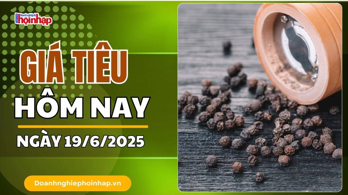 Giá tiêu hôm nay 19/6: Tiêu trong nước giảm mạnh nhất 500 đồng/kg