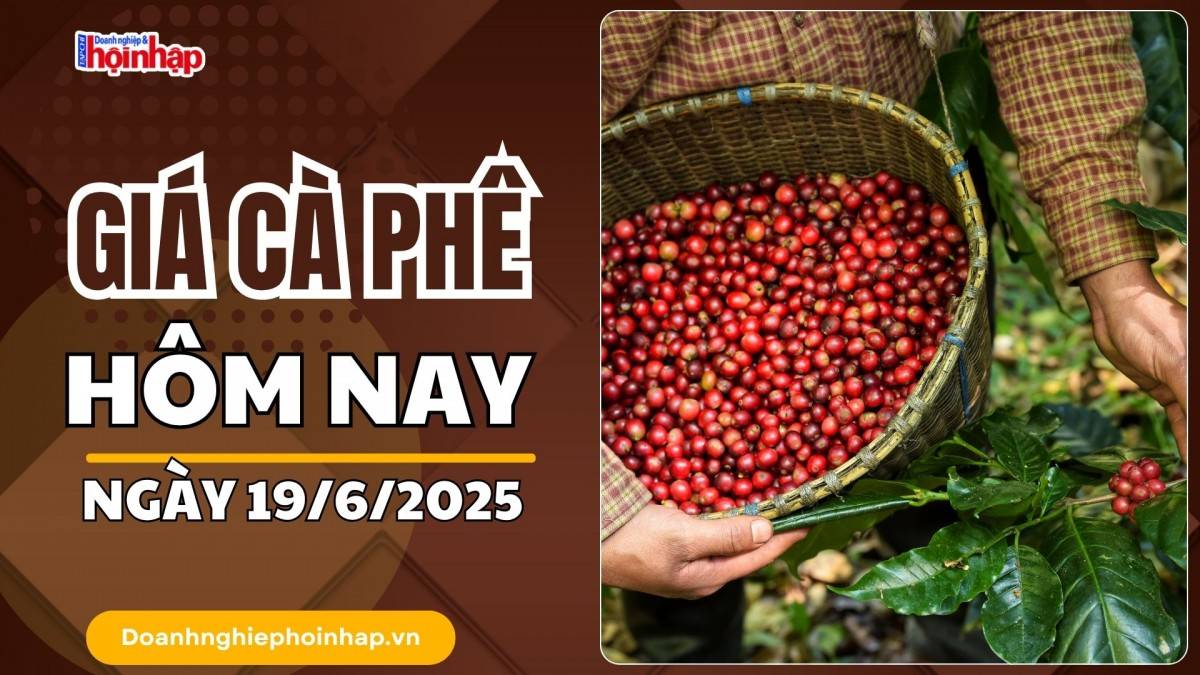 Giá cà phê hôm nay 19/6: Giá cà phê trong nước giảm 800 - 900 đồng/kg