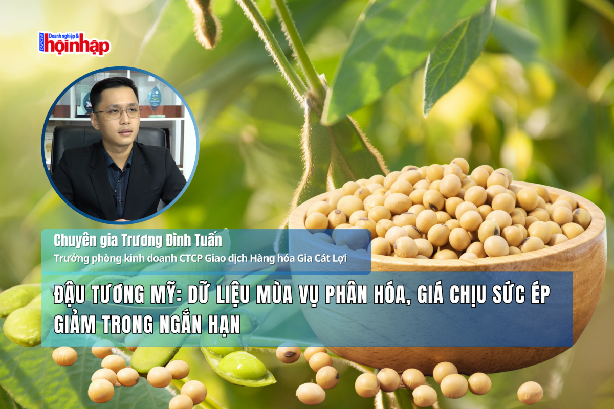 Đậu tương Mỹ: Dữ liệu mùa vụ phân hóa, giá chịu sức ép giảm trong ngắn hạn