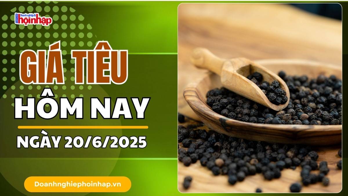 Giá tiêu hôm nay 20/6: Tiêu trong nước giảm mạnh nhất 6.000 đồng/kg