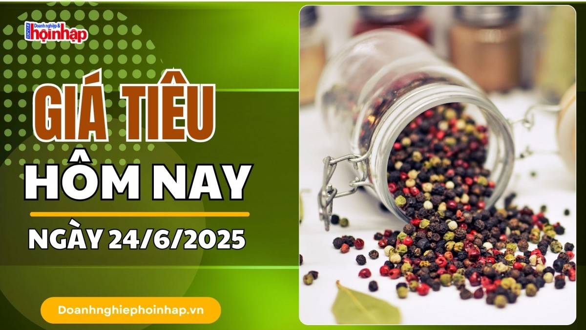 Giá tiêu hôm nay 24/6: Tiêu trong nước dao động từ 123.000 - 125.000 đồng/kg