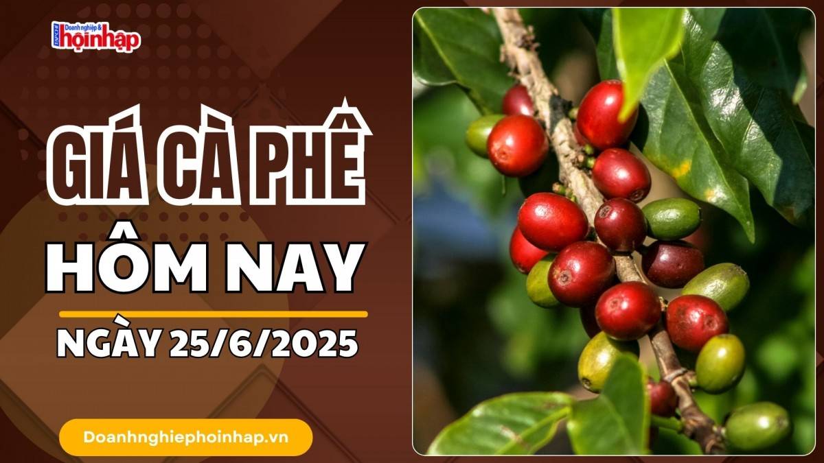Giá cà phê hôm nay 25/6: Giá cà phê trong nước tăng mạnh 3.000 - 3.500 đồng/kg