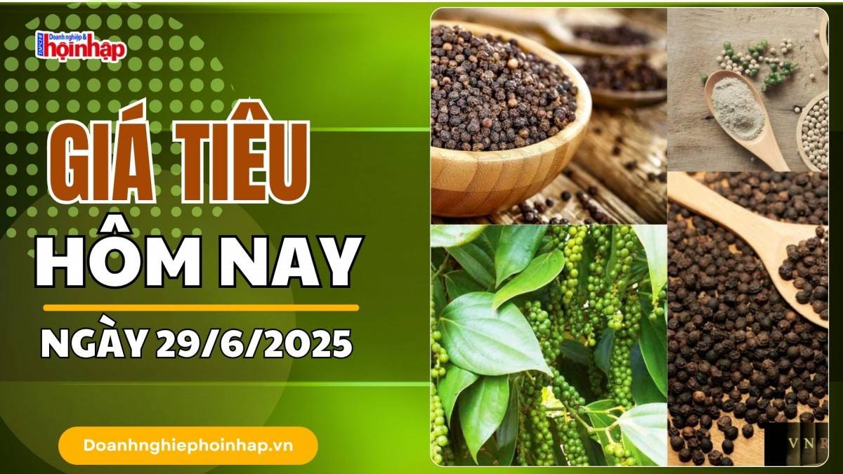 Giá tiêu hôm nay 29/6: Tiêu trong nước tăng mạnh nhất 5.000 đồng/kg