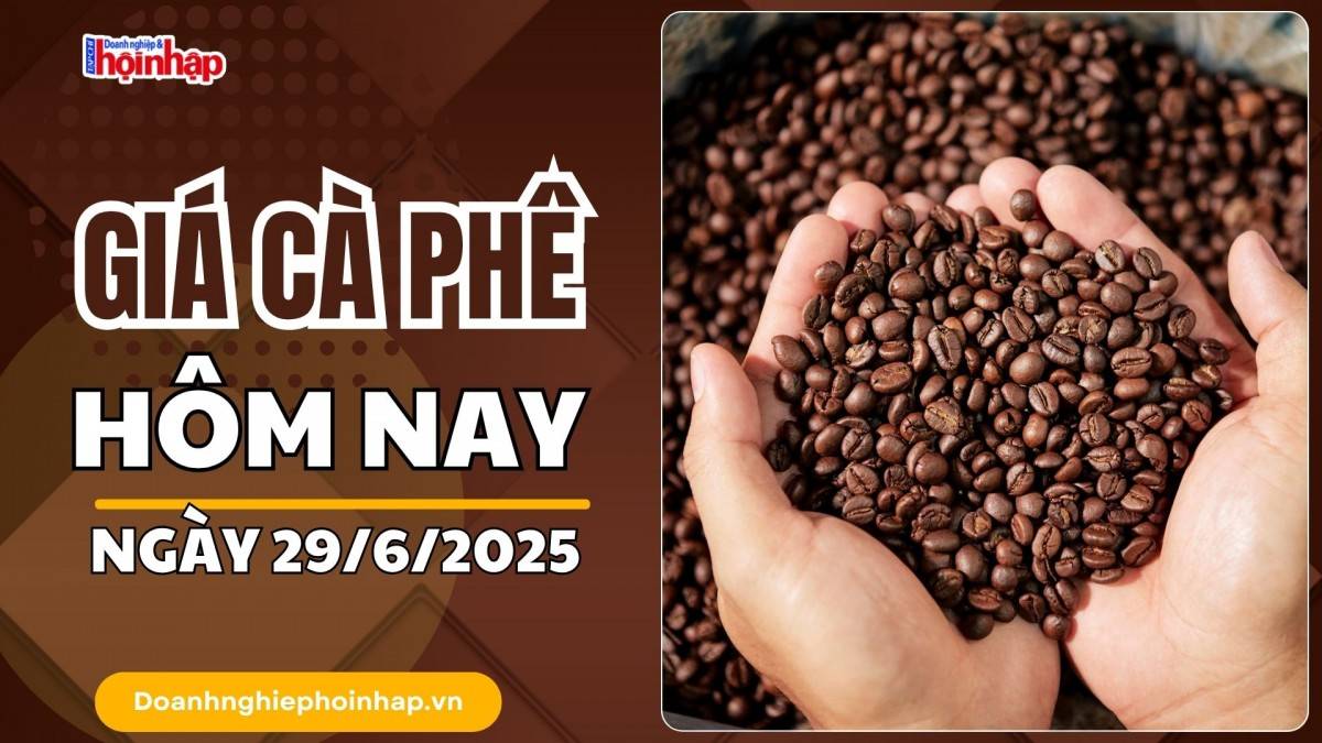 Giá cà phê hôm nay 29/6: Giá cà phê trong nước đồng loạt tăng 400 đồng/kg