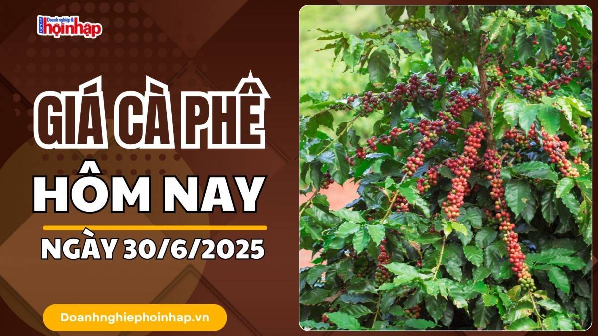 Giá cà phê hôm nay 30/6: Giá cà phê trong nước giảm mạnh nhất 1.900 đồng/kg
