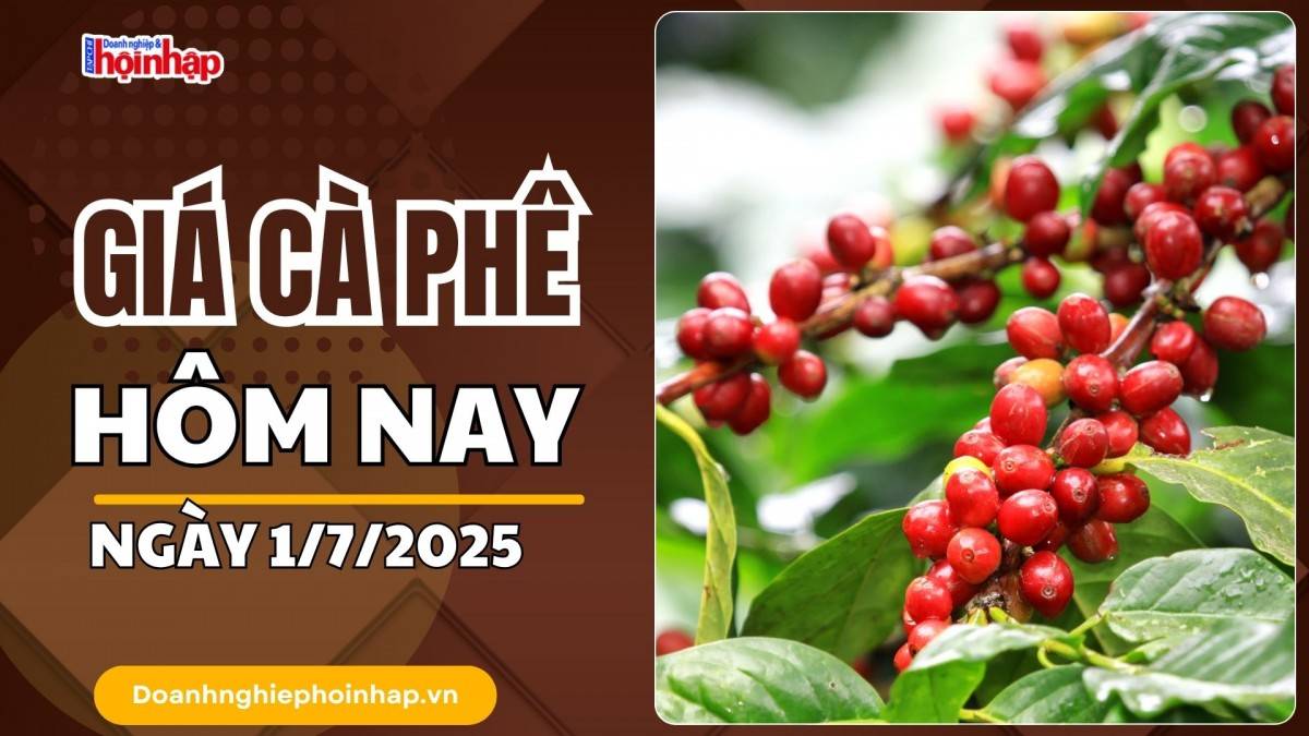 Giá cà phê hôm nay 1/7: Giá cà phê trong nước tăng 300 đồng/kg