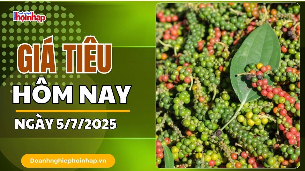 Giá tiêu hôm nay 5/7: Tiêu trong nước đồng loạt giảm 1.000 đồng/kg