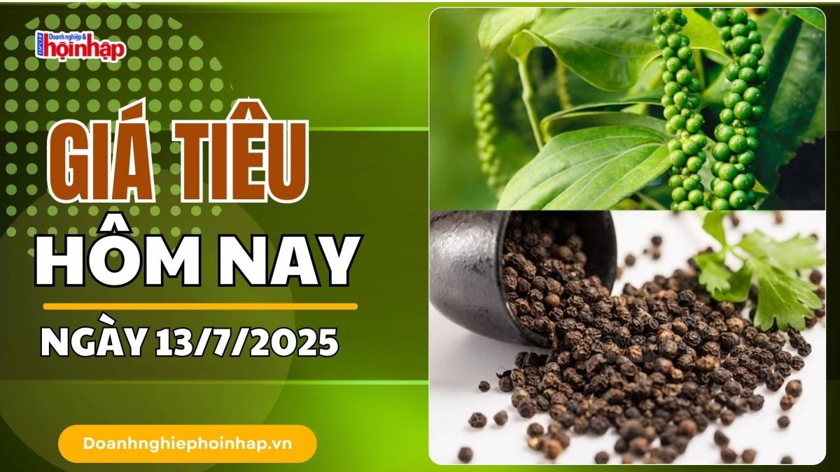 Giá tiêu hôm nay 13/7: Giá tiêu trong nước cao nhất ở mức 141.000 đồng/kg