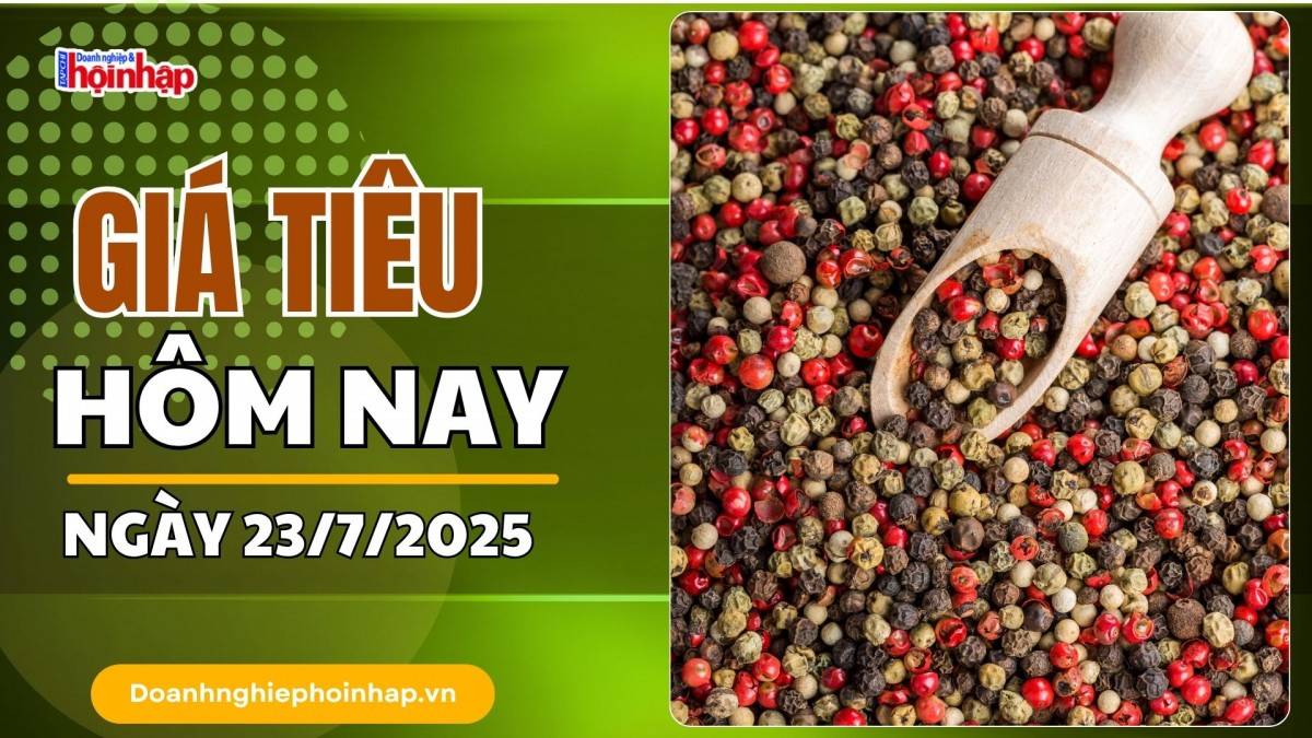 Giá tiêu hôm nay 23/7: Tiêu trong nước giảm mạnh nhất 2.000 đồng/kg