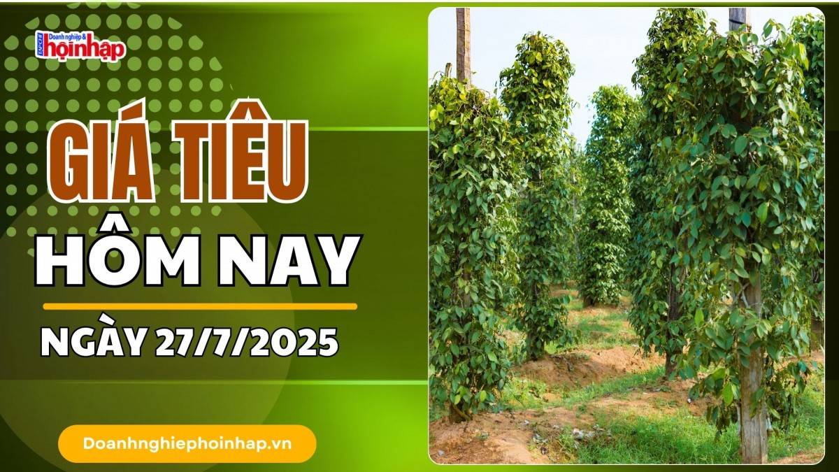 Giá tiêu hôm nay 27/7: Tiêu trong nước giảm mạnh nhất 500 đồng/kg