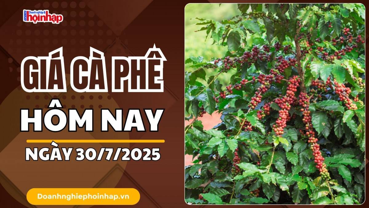Giá cà phê hôm nay 30/7: Cà phê trong nước tăng mạnh nhất 900 đồng/kg