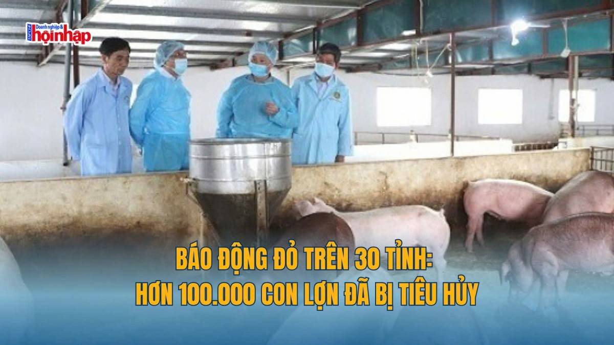 Báo động đỏ trên 30 tỉnh: Hơn 100.000 con lợn đã bị tiêu hủy