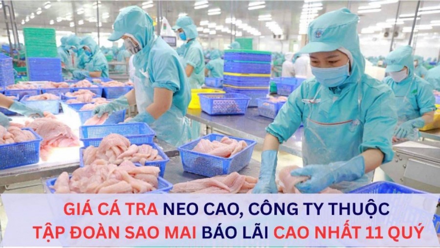Giá cá tra neo cao, công ty thuộc Tập đoàn Sao Mai báo lãi cao nhất gần 3 năm
