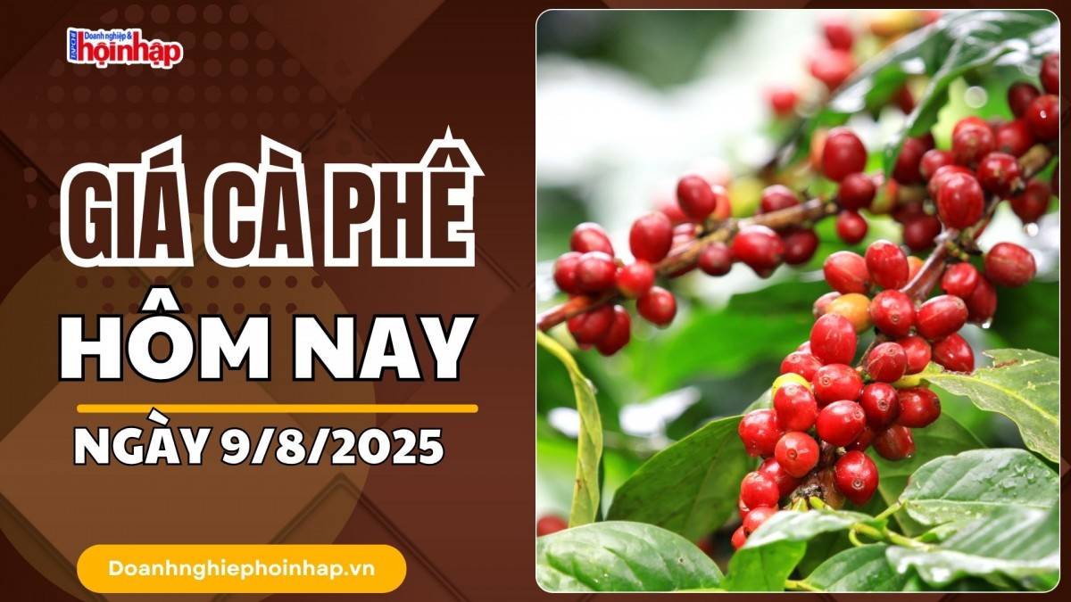 Giá cà phê hôm nay 9/8: Cà phê trong nước tăng mạnh nhất 1.200  đồng/kg