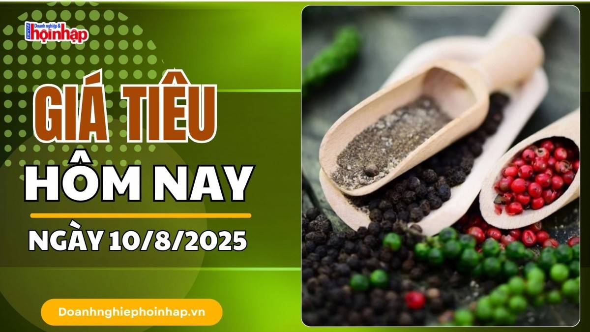 Giá tiêu hôm nay 10/8: Tiêu trong nước đồng loạt tăng 1.000 đồng/kg