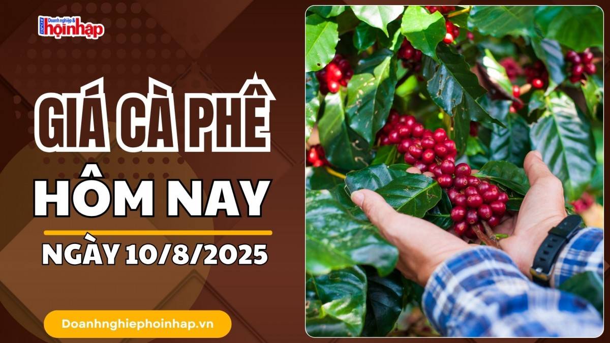 Giá cà phê hôm nay 10/8: Cà phê trong nước tăng mạnh nhất 2.500 đồng/kg