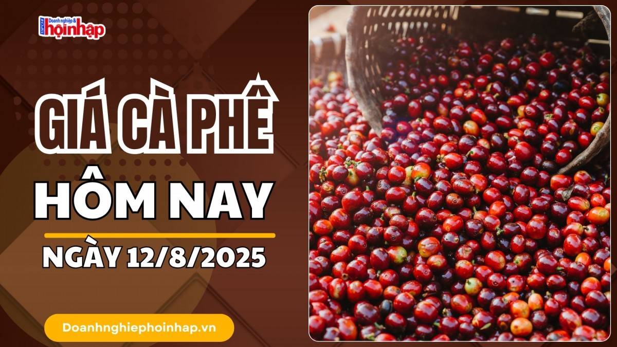 Giá cà phê hôm nay 12/8: Cà phê trong nước cao nhất ở mức 104.000 đồng/kg