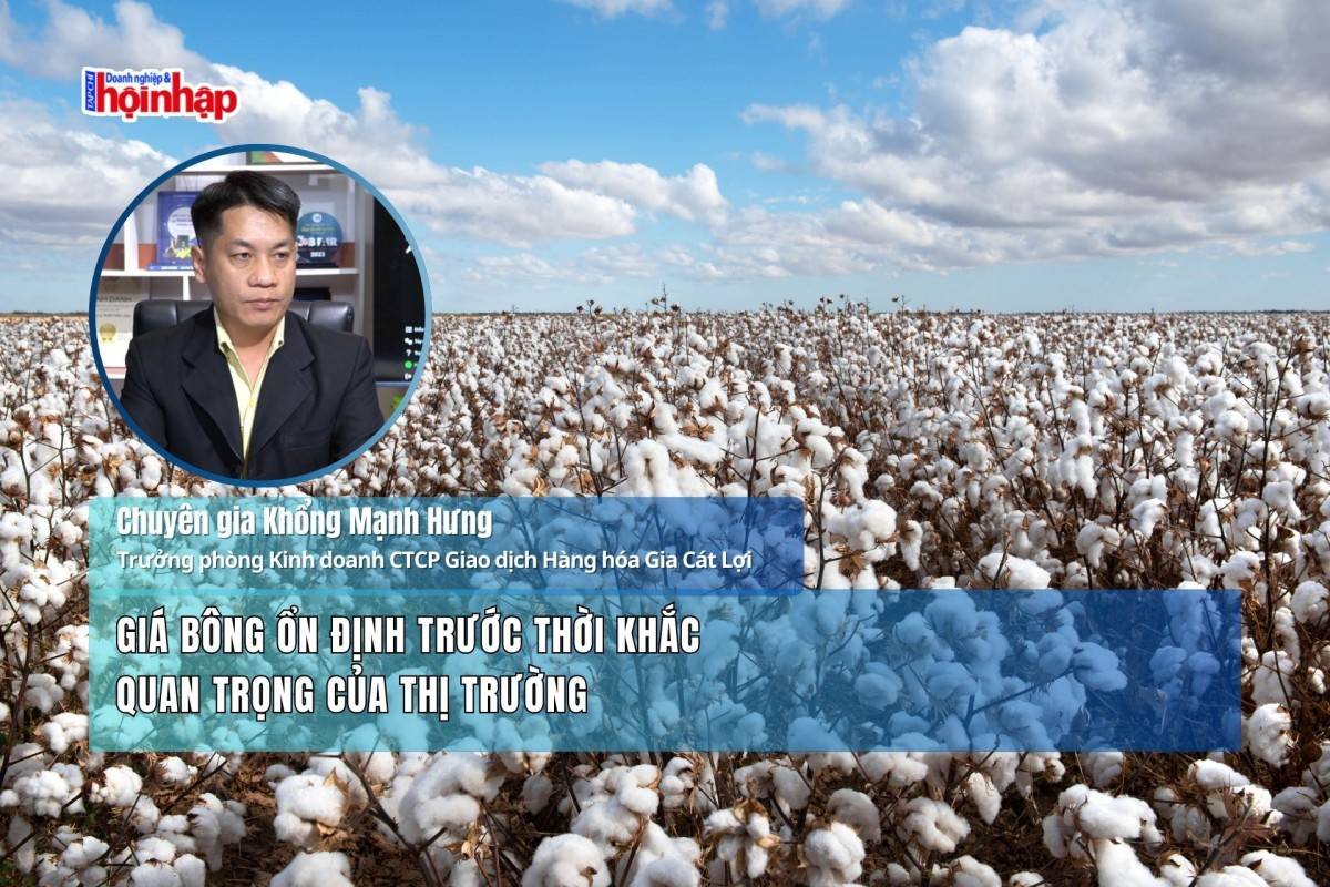 Giá bông ổn định trước thời khắc quan trọng của thị trường