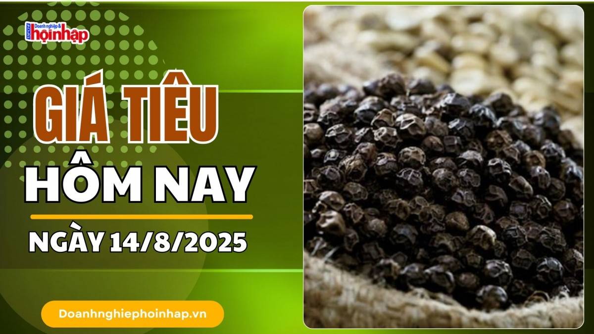 Giá tiêu hôm nay 14/8: Tiêu trong nước "neo" cao, thế giới tăng mạnh