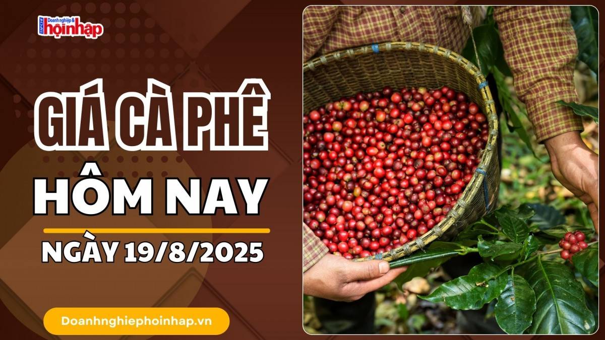 Giá cà phê hôm nay 19/8: Cà phê trong nước cao nhất là 117.800 đồng/kg
