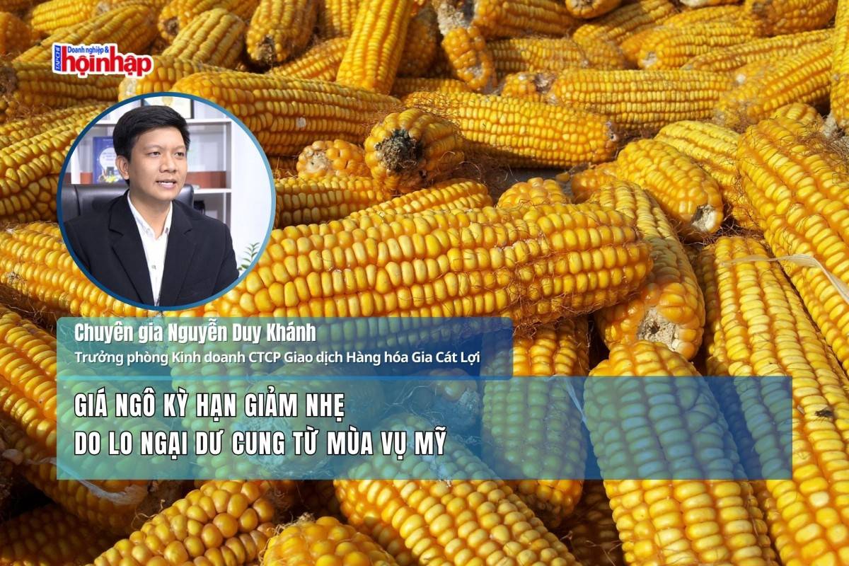 Giá ngô kỳ hạn giảm nhẹ do lo ngại dư cung từ mùa vụ Mỹ