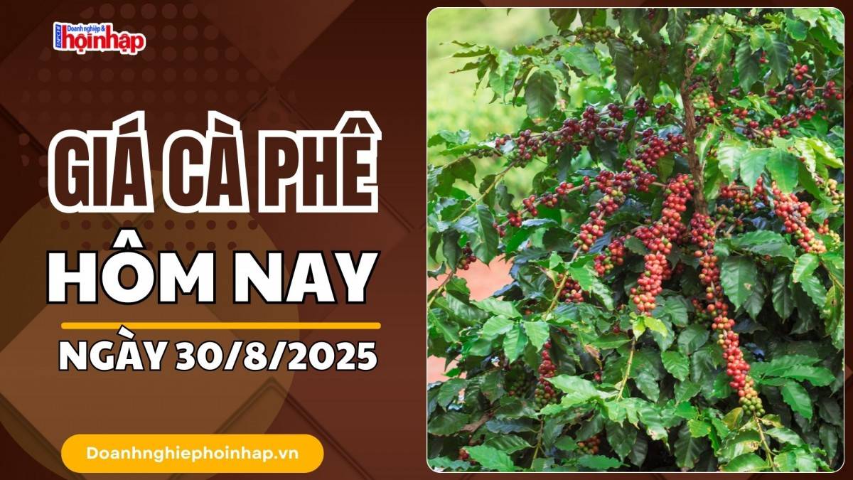 Giá cà phê hôm nay 30/8: Cà phê trong nước cao nhất là 122.500 đồng/kg
