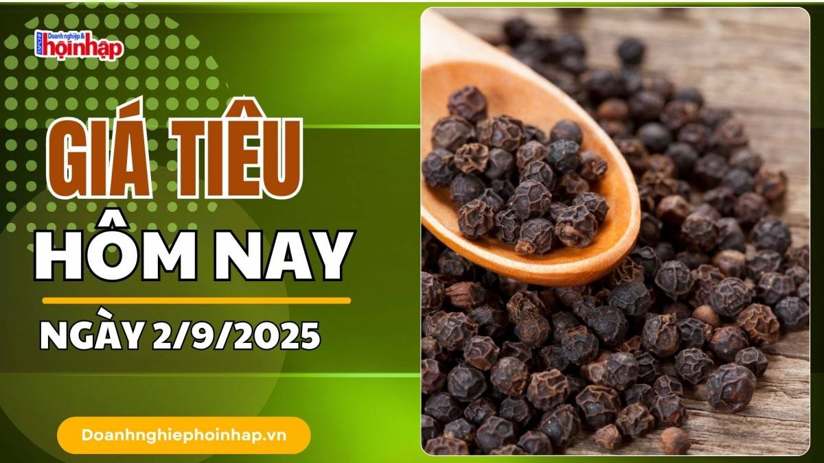 Giá tiêu hôm nay 2/9: Tiêu trong nước tăng mạnh nhất là 1.000 đồng/kg