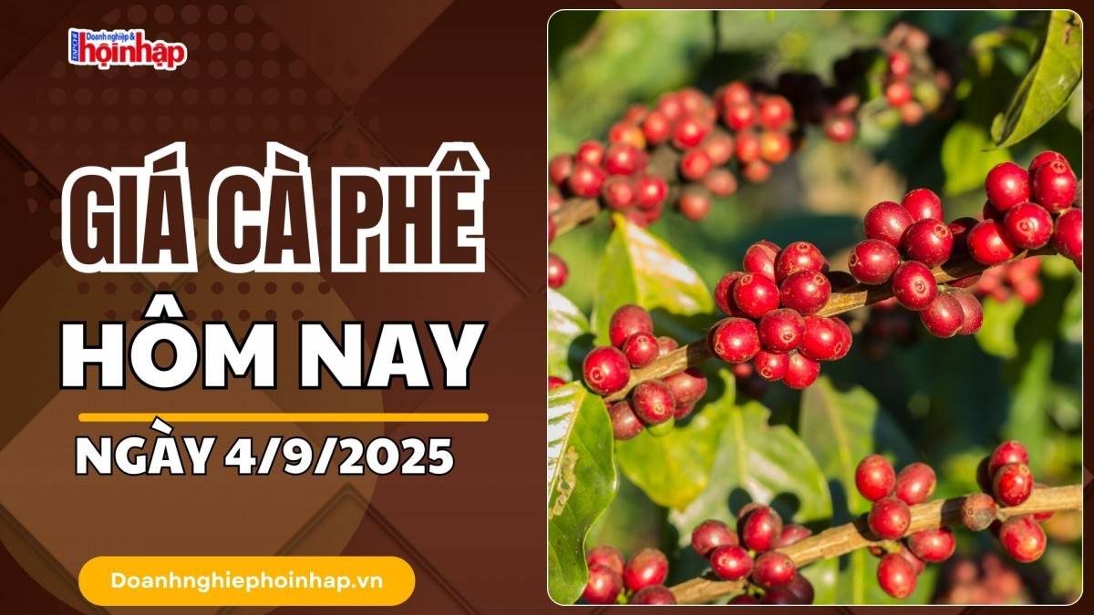 Giá cà phê hôm nay 4/9: Cà phê trong nước giảm mạnh nhất là 6.300 đồng/kg