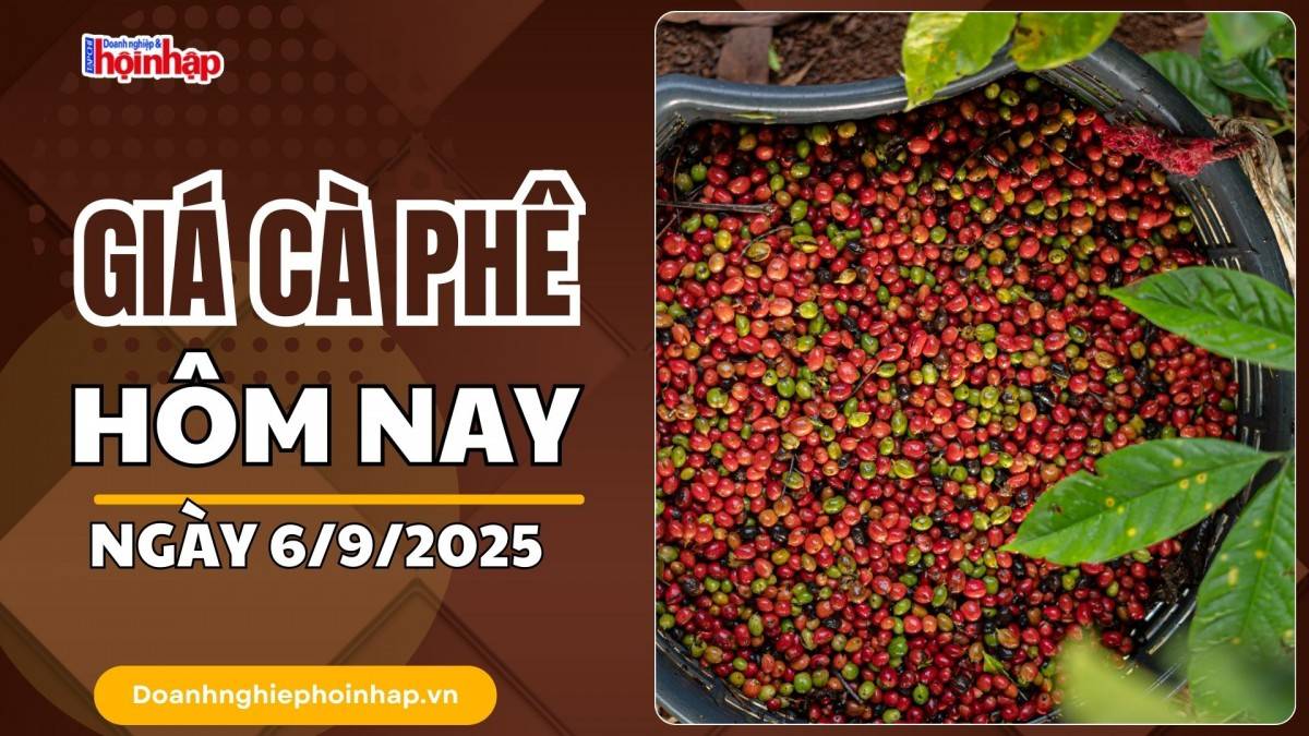 Giá cà phê hôm nay 6/9: Cà phê trong nước "quay xe" giảm mạnh nhất là 600 đồng/kg