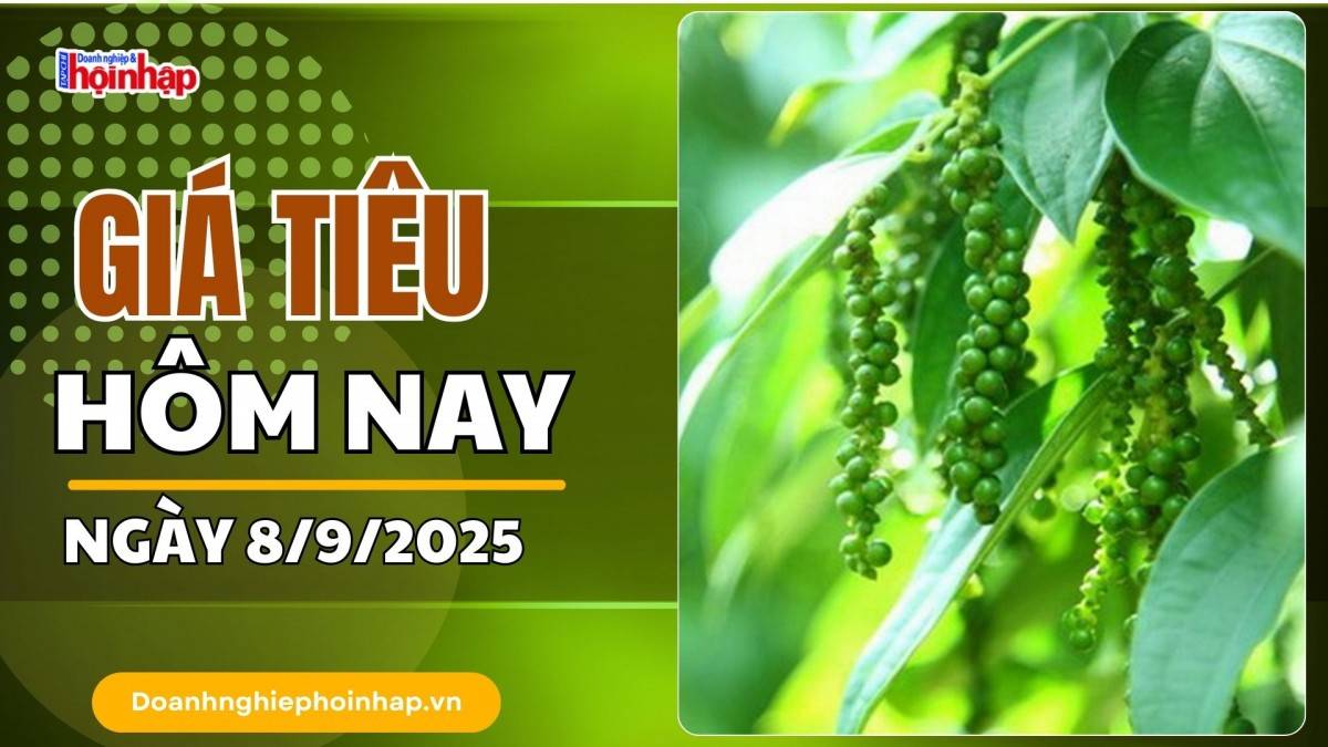 Giá tiêu hôm nay 8/9: Tiêu trong nước cao nhất là 152.000 đồng/kg