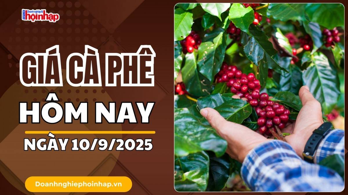 Giá cà phê hôm nay 10/9: Cà phê trong nước tăng cao nhất là 2.000 đồng/kg
