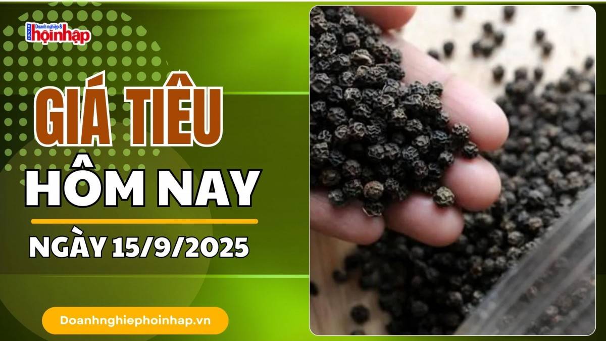 Giá tiêu hôm nay 15/9: Tiêu trong nước neo cao, thế giới giảm