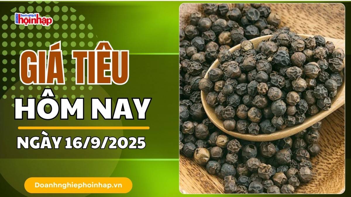 Giá tiêu hôm nay 16/9: Tiêu trong nước giữ vững ở mức cao là 151.000 đồng/kg