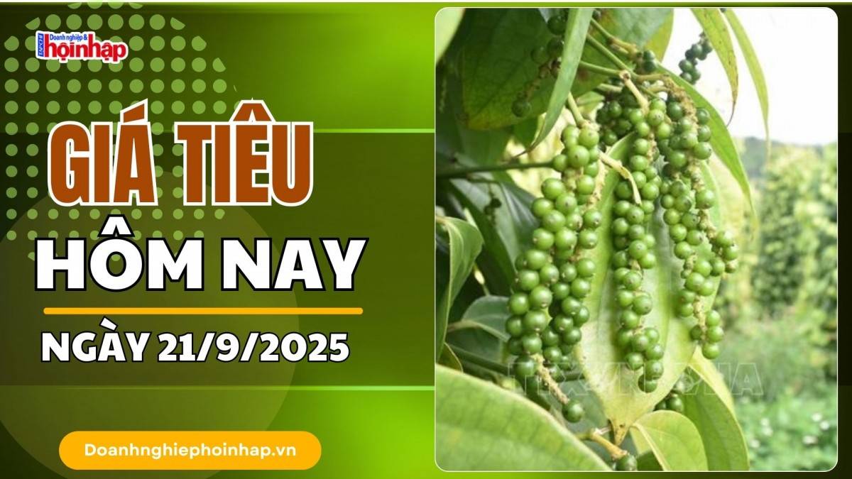 Giá tiêu hôm nay 21/9: Tiêu trong nước duy trì ở mức cao và ổn định