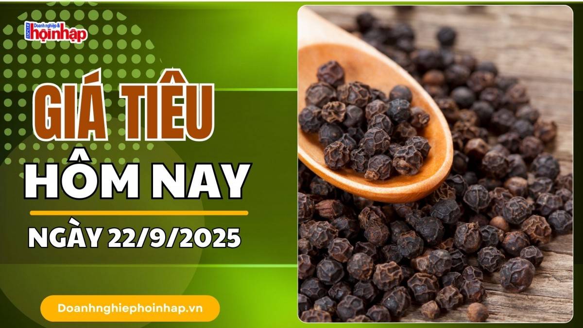 Giá tiêu hôm nay 22/9: Tiêu trong nước cao nhất ở mức 150.000 đồng/kg