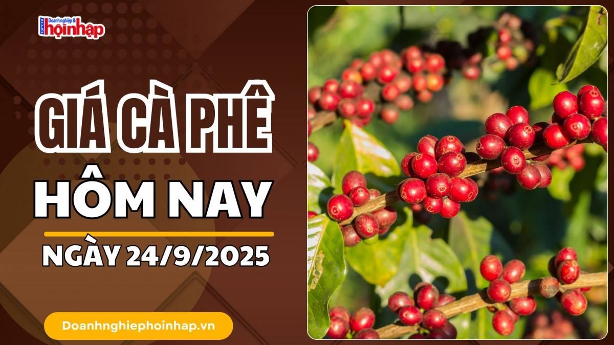 Giá cà phê hôm nay 24/9: Cà phê trong nước tăng mạnh nhất 2.500 đồng/kg