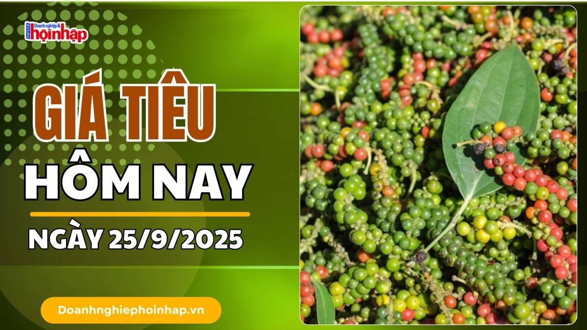 Giá tiêu hôm nay 25/9: Tiêu trong nước tăng mạnh nhất 1.000 đồng/kg
