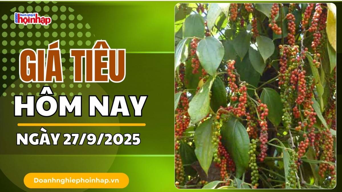 Giá tiêu hôm nay 27/9: Tiêu trong nước ổn định, thế giới có xu hướng bật tăng