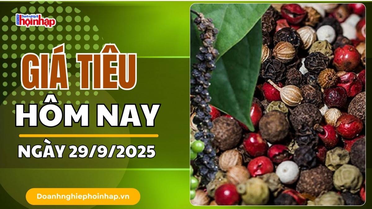 Giá tiêu hôm nay 29/9: Tiêu trong nước neo cao ở ngưỡng 150.000 đồng/kg