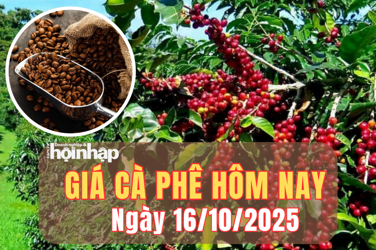 Giá cà phê hôm nay 16/10/2025: Giá cà phê trong nước quay đầu giảm