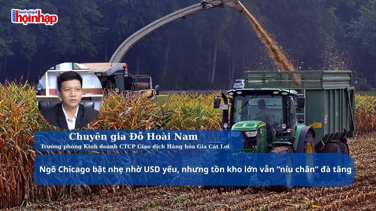 Ngô Chicago bật nhẹ nhờ USD yếu, nhưng tồn kho lớn vẫn “níu chân” đà tăng