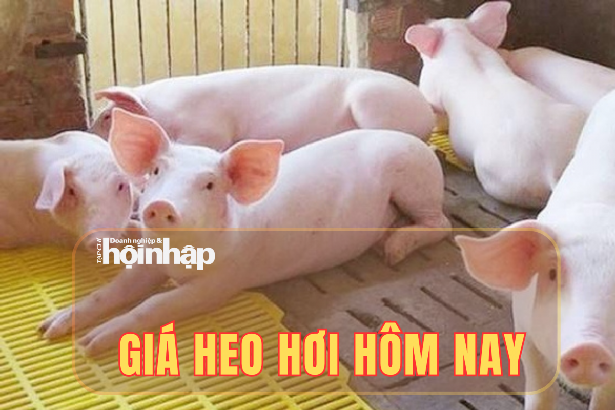 Giá heo hơi hôm nay 19/10/2025: Giá heo hơi trong nước đi ngang, Tây Ninh tăng mạnh sản lượng